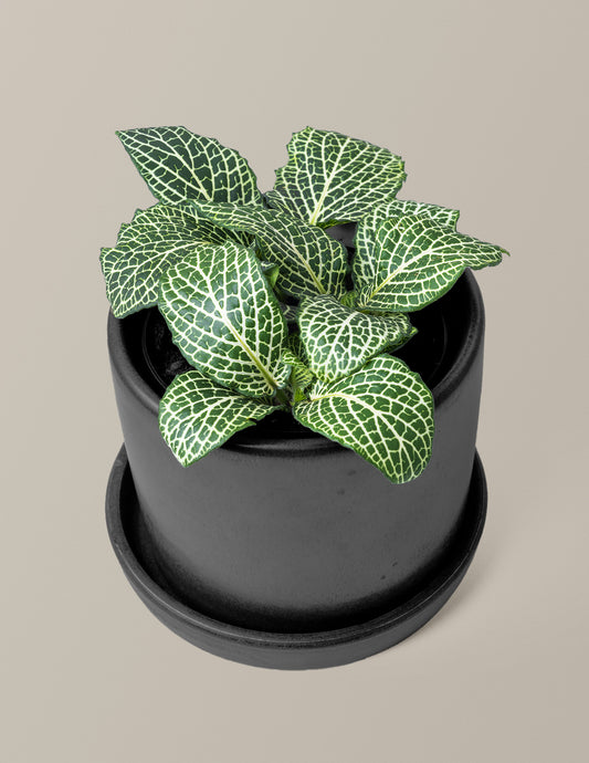 Fittonia Nerve Plant