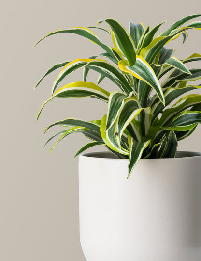 Dracaena Lemon Surprise