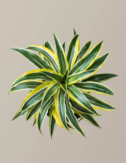 Dracaena Lemon Surprise