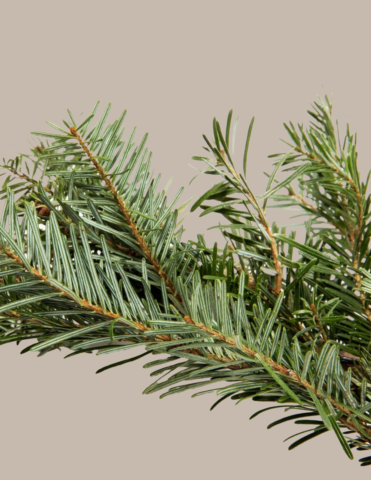 25 Ft. Fraser Fir Garland