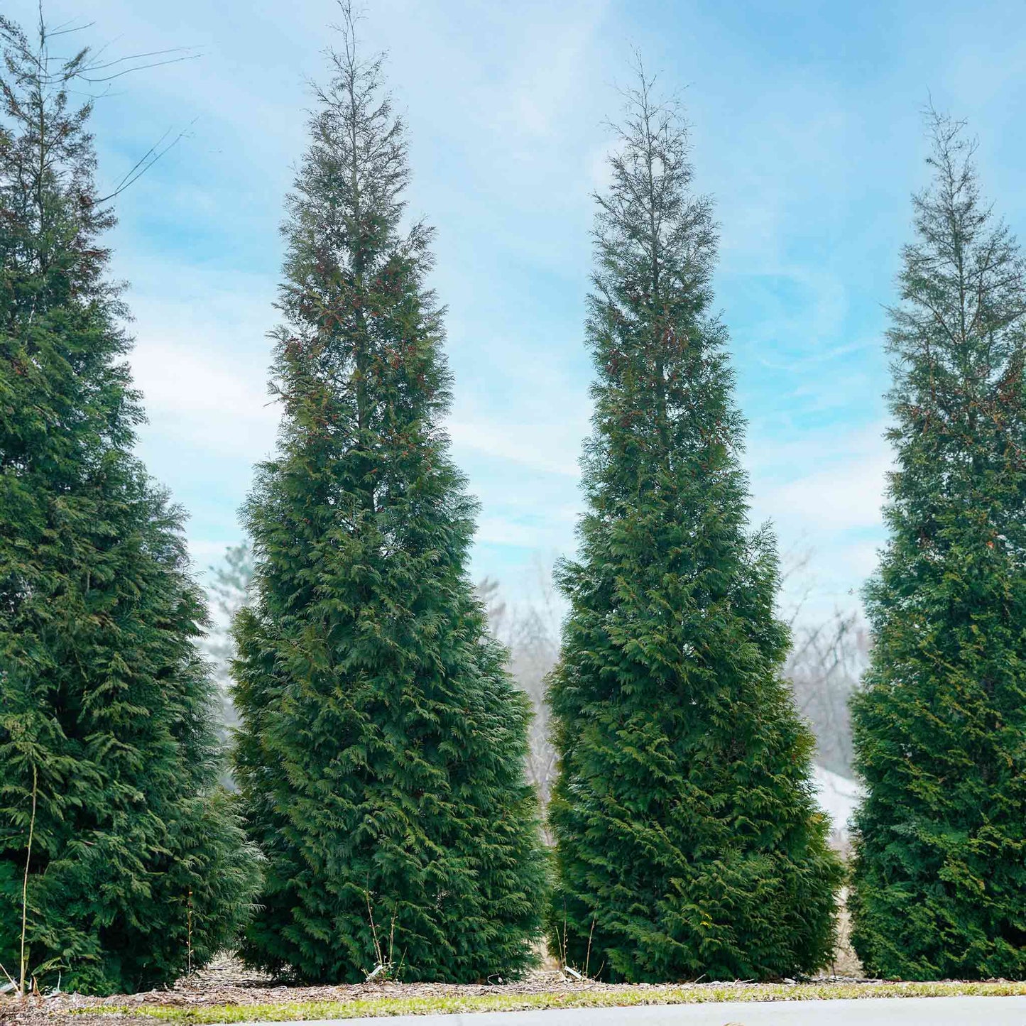 American Pillar Thuja