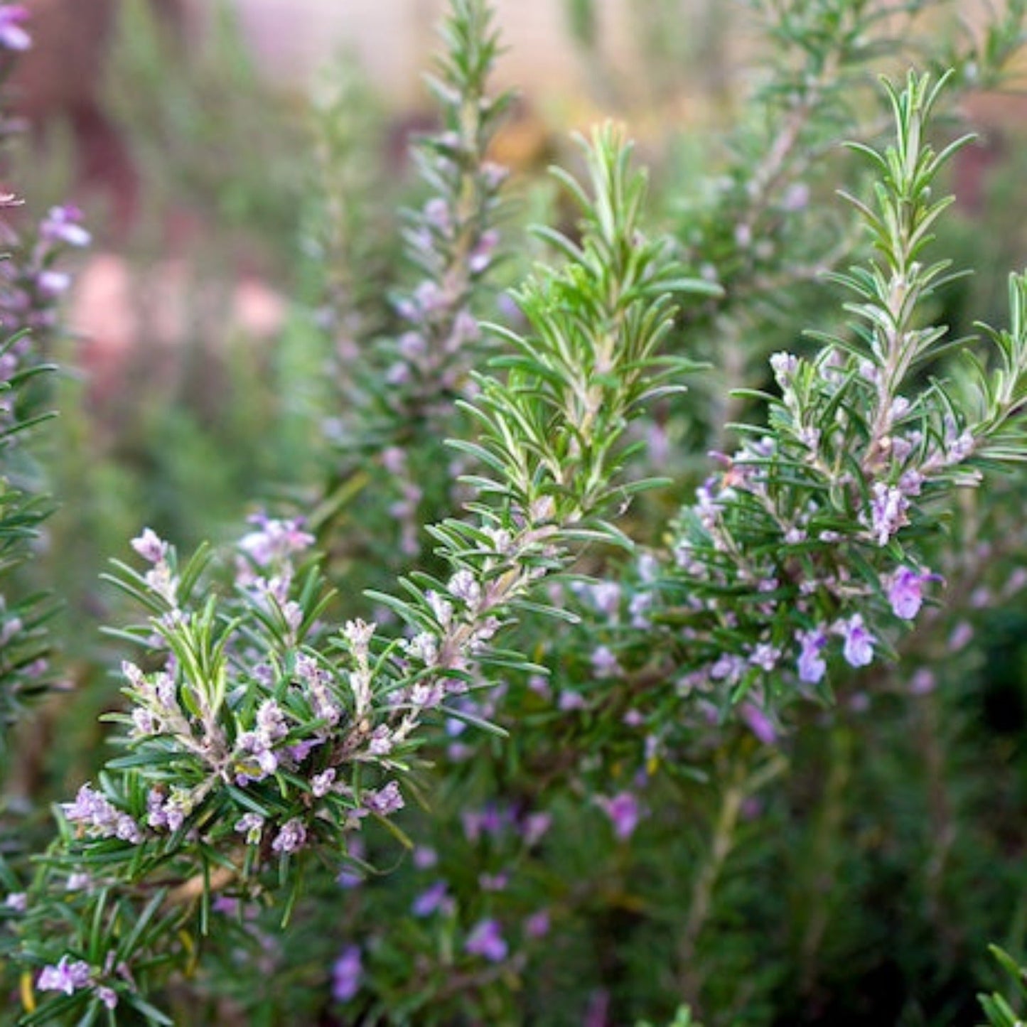 Tuscan Blue Rosemary