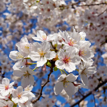 Weeping Yoshino Flowering Cherry