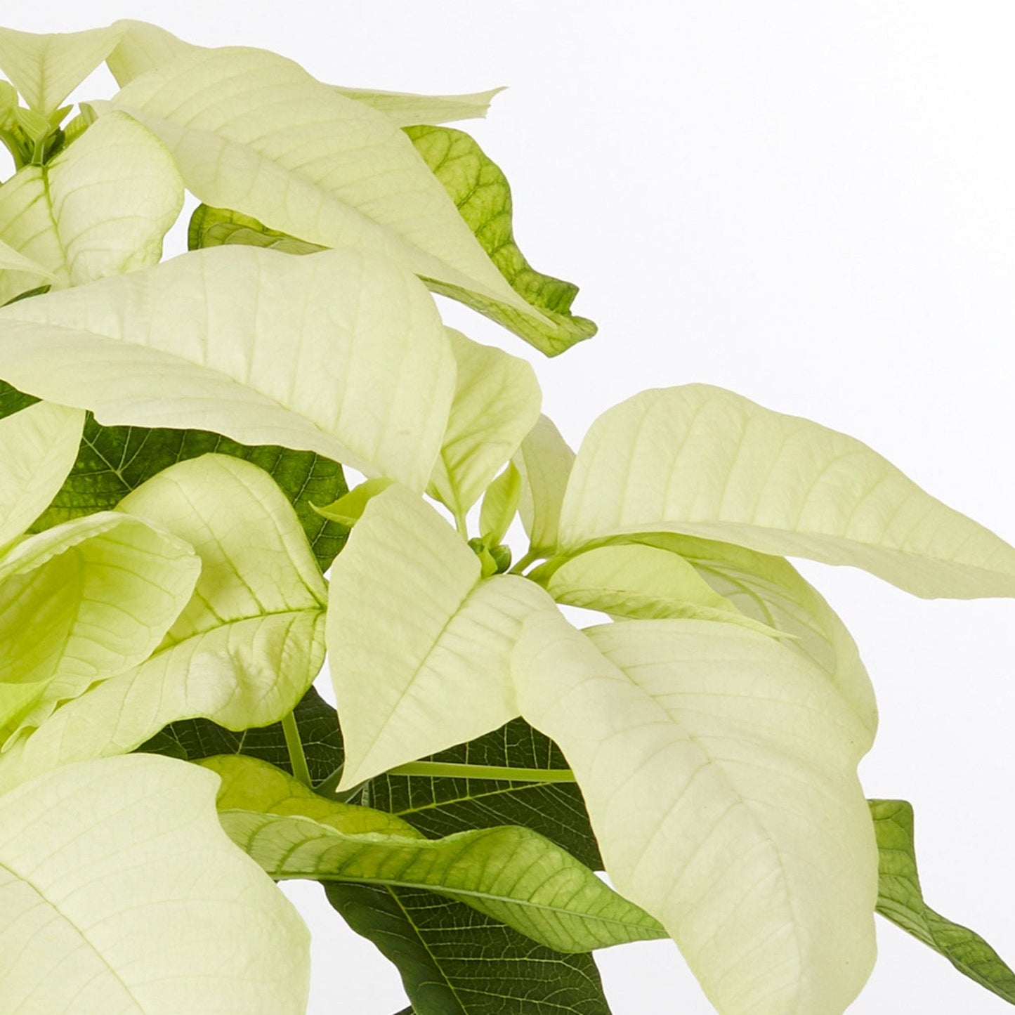 Holiday Poinsettia