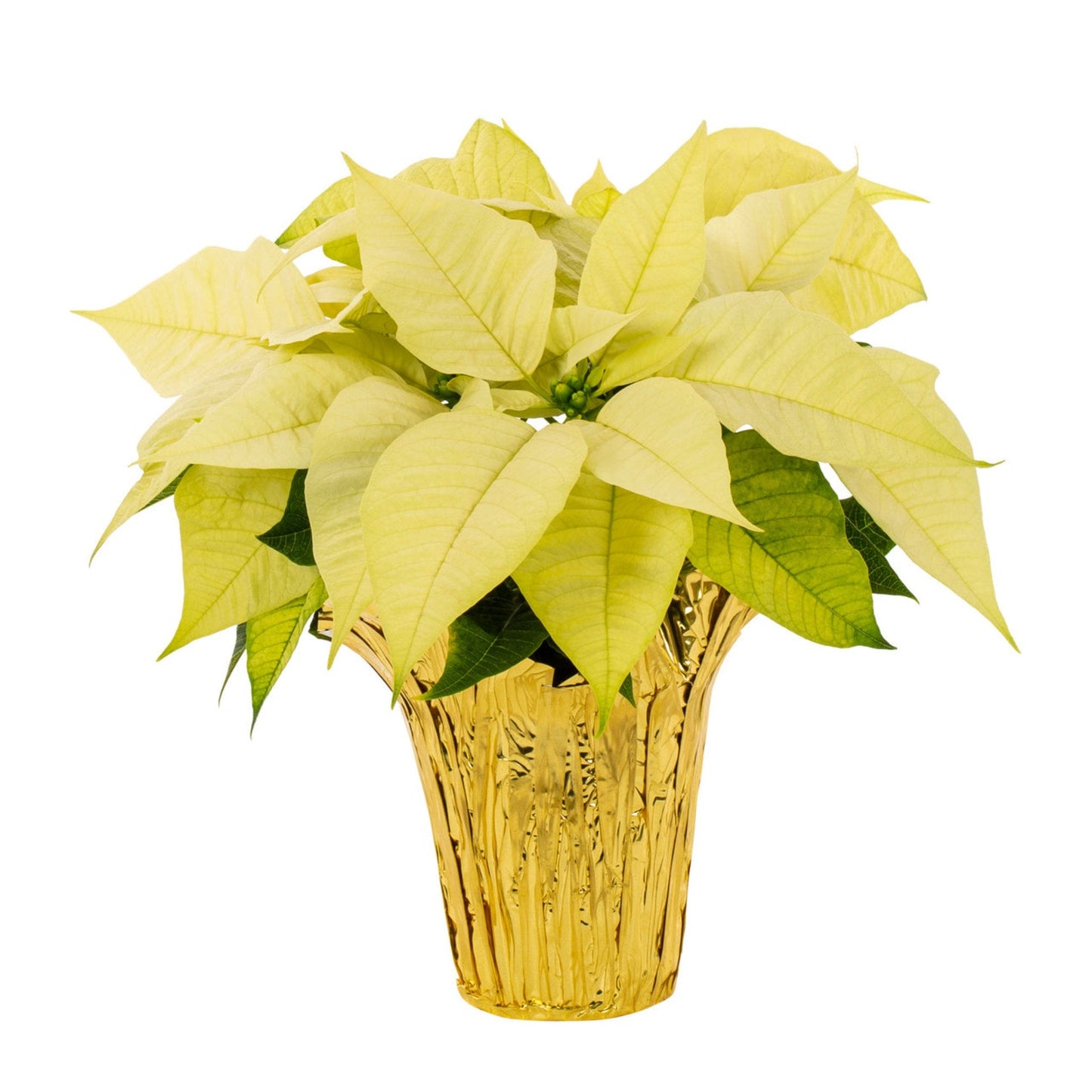 Holiday Poinsettia