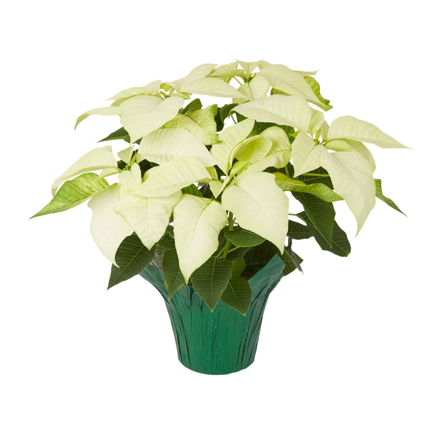 Holiday Poinsettia