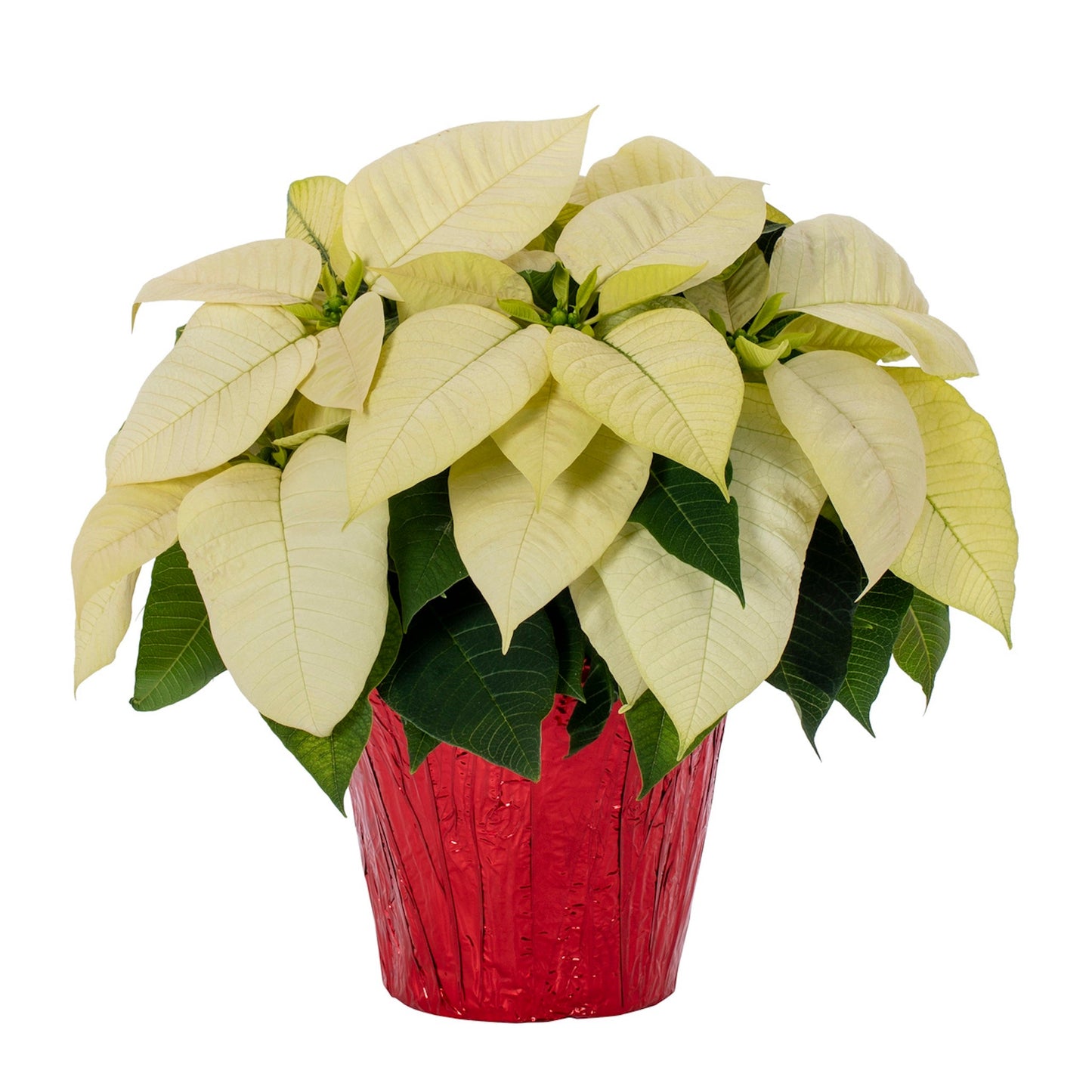 Holiday Poinsettia