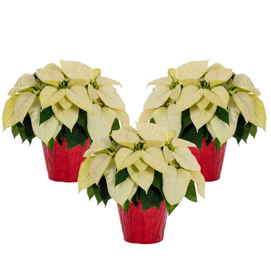 White Holiday Poinsettia (3-Pack)