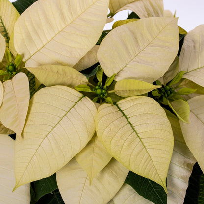 Holiday Poinsettia