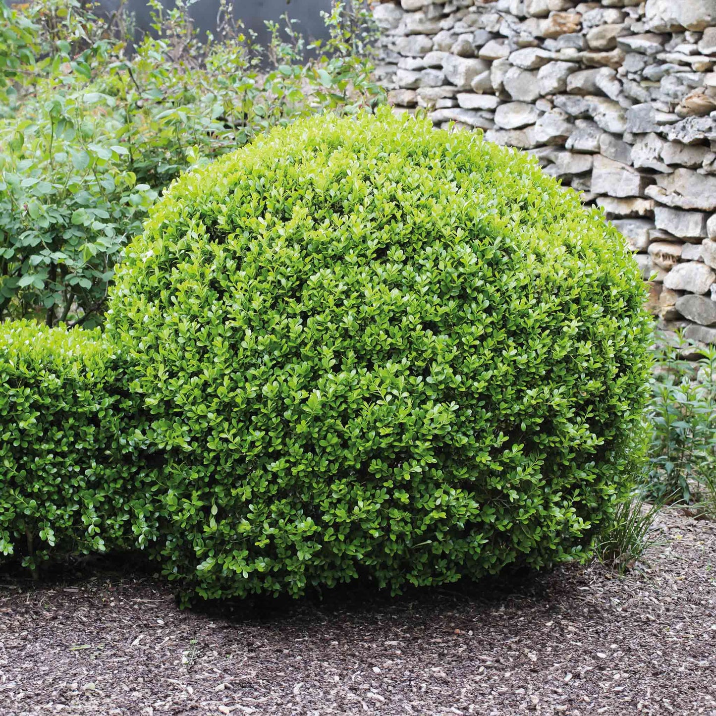 Winter Gem Boxwood