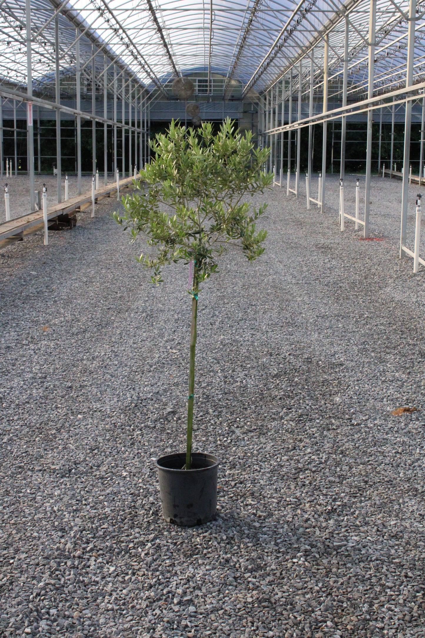 Arbequina Olive Tree