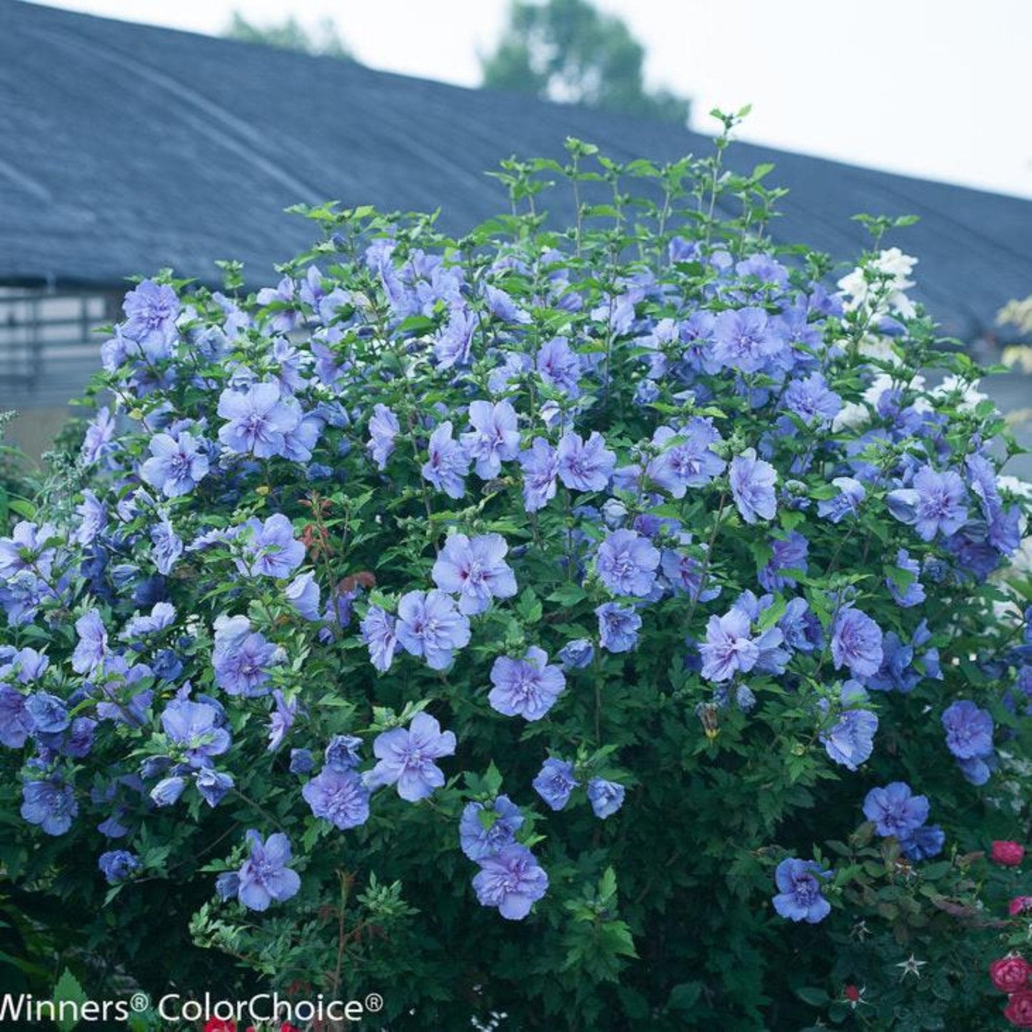 Blue Chiffon® Rose of Sharon