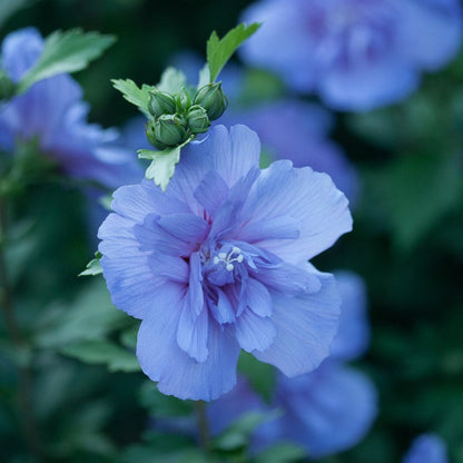 Blue Chiffon® Rose of Sharon