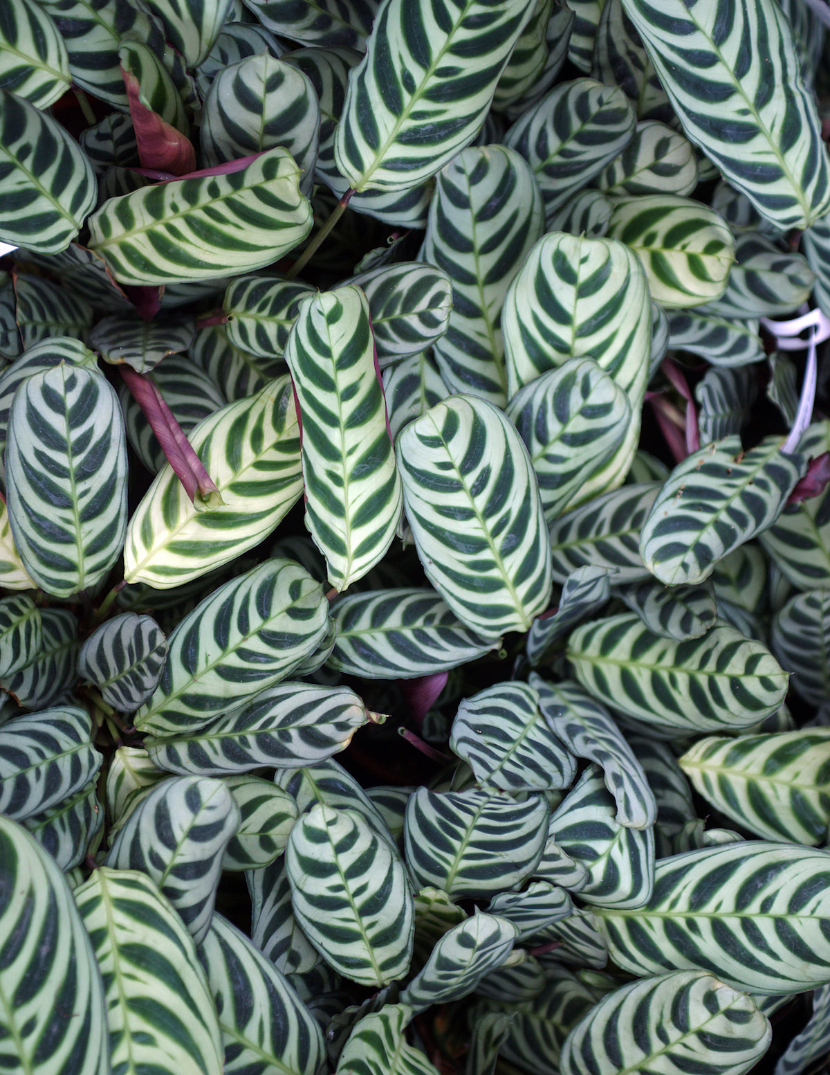 Calathea Burle Marx Hanging Basket