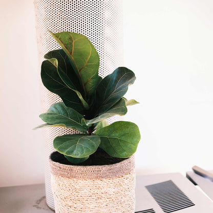 Fiddle Leaf Fig