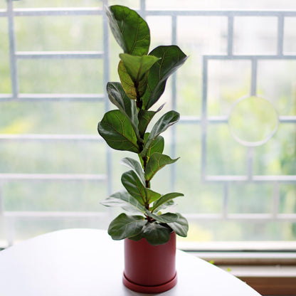 Fiddle Leaf Fig