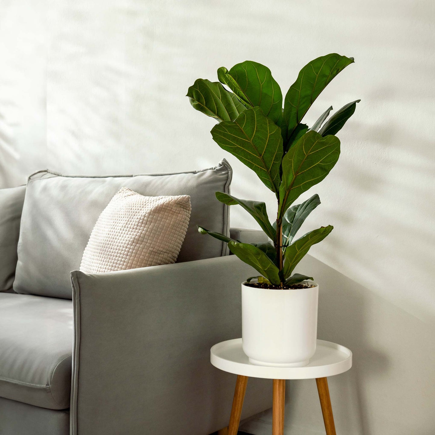 Fiddle Leaf Fig