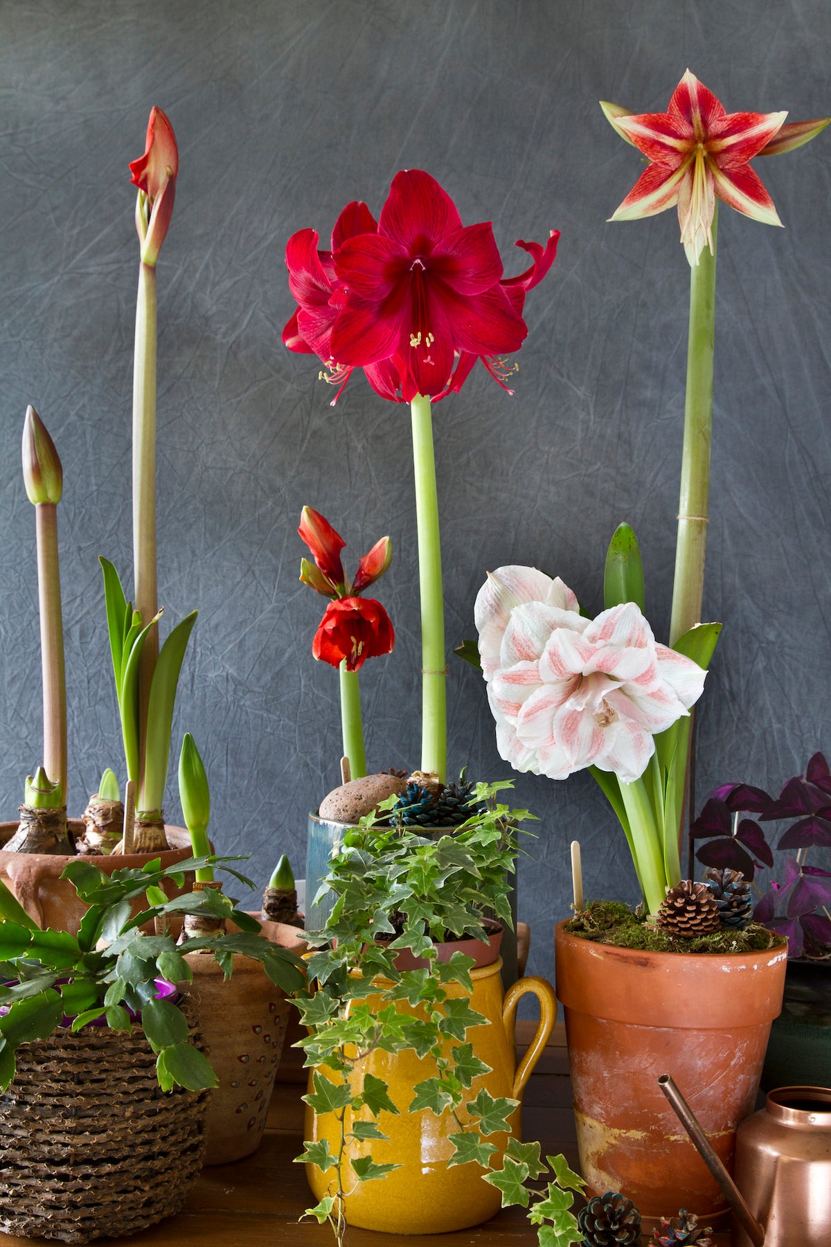 Pre-Potted 'Bingo' Amaryllis