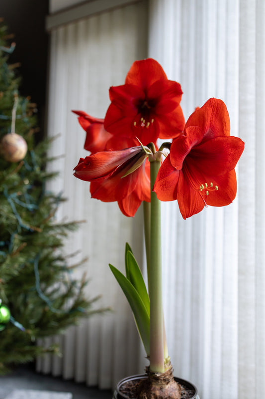 'Red Lion' Amaryllis Kit