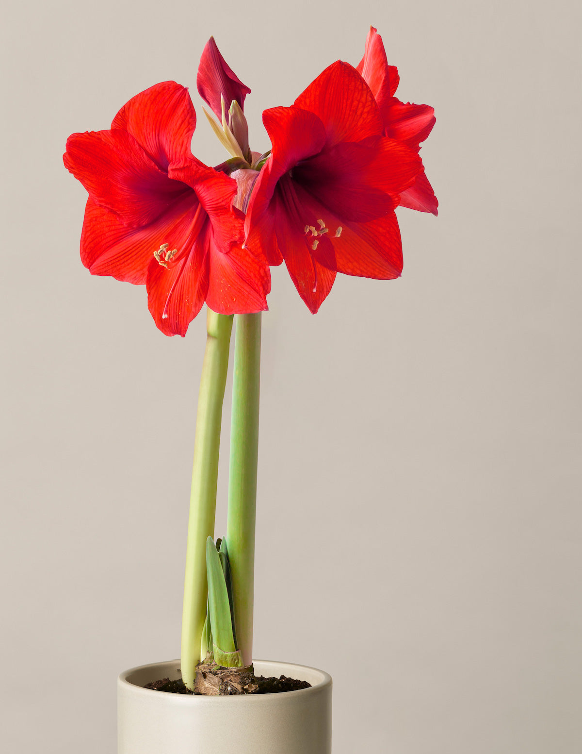 Pre-Potted 'Bingo' Amaryllis