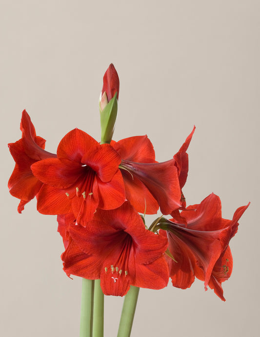 'Red Lion' Amaryllis Kit