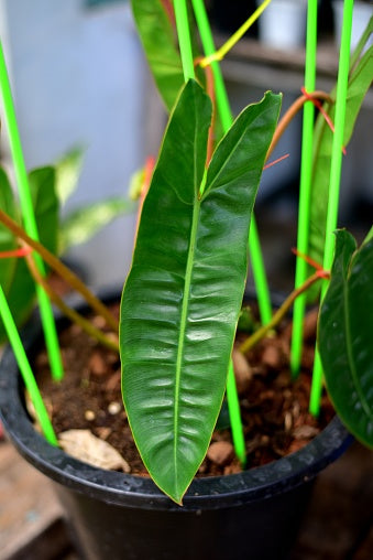 Philodendron Billietiae Exotic