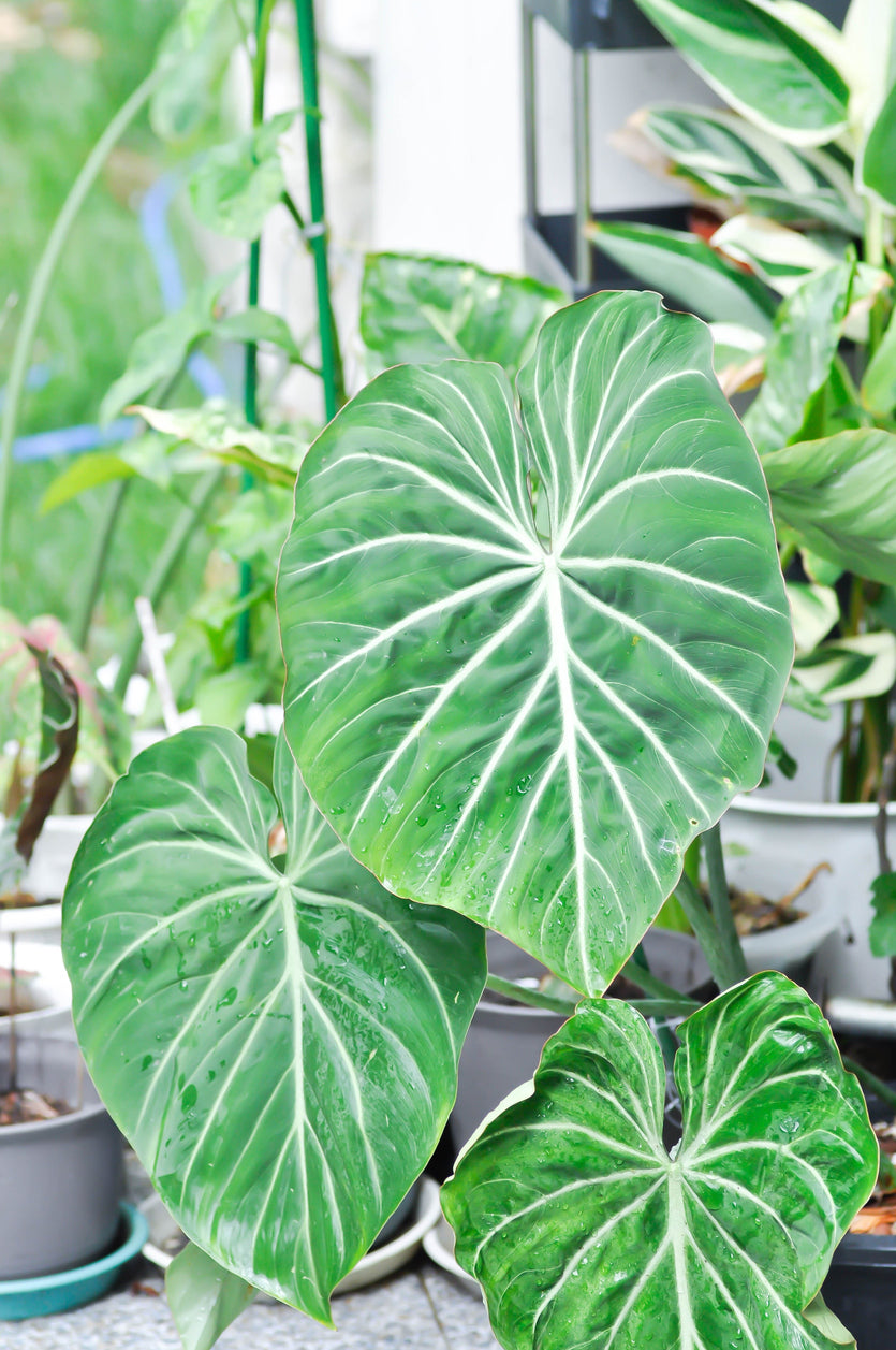 Philodendron Gloriosum