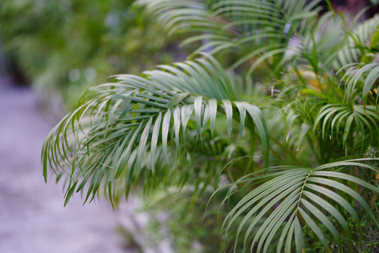 Large Areca Palm