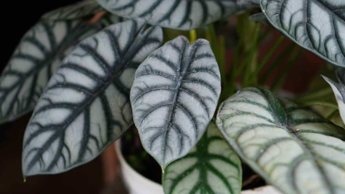 Alocasia 'Dragon Scale'