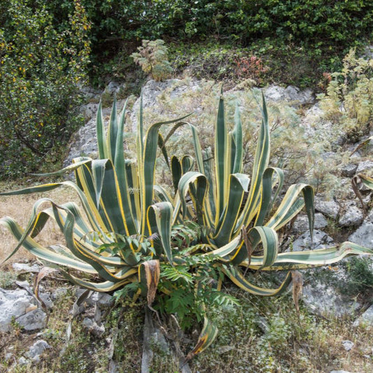 Agave Americana Variegata