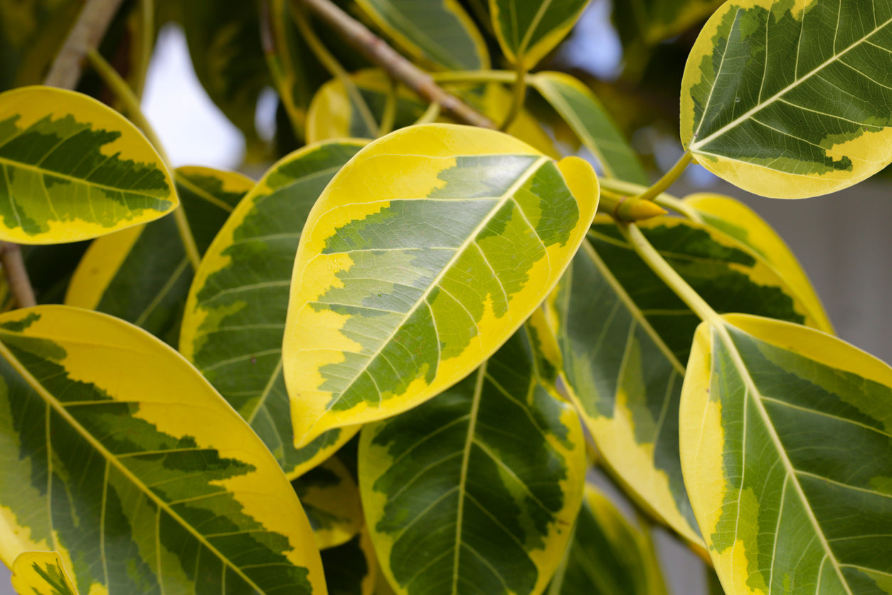 Large Ficus Altissima Yellow Gem