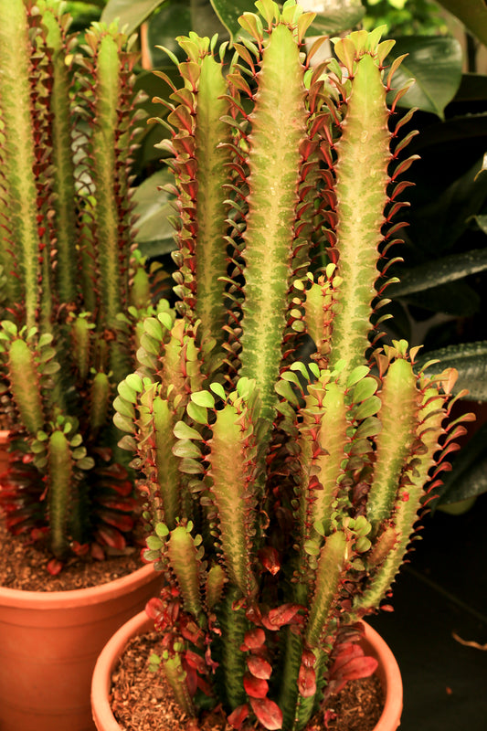 Euphorbia Trigona Rubra 'African Milk Plant'