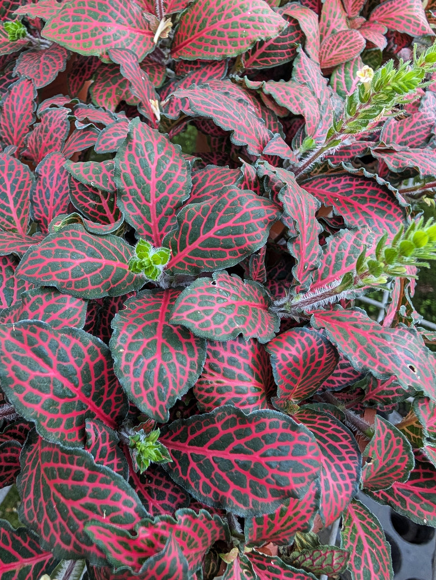 Fittonia Red 'Nerve Plant'