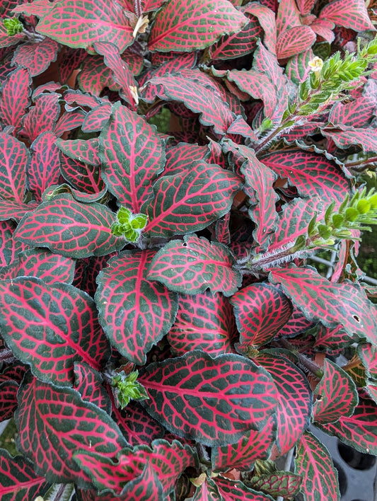 Fittonia Red 'Nerve Plant'