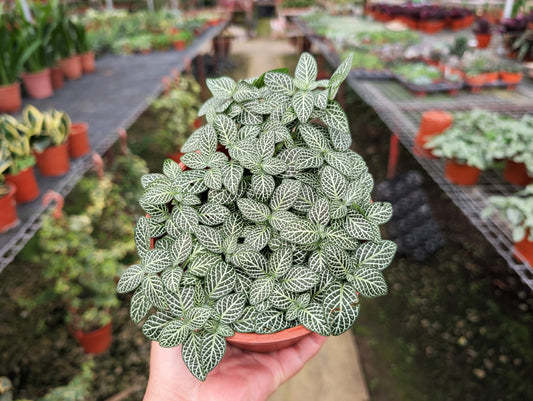 Fittonia 'Nerve Plant'