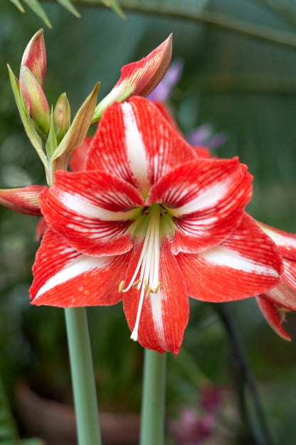 Pre-Potted 'Minerva' Amaryllis