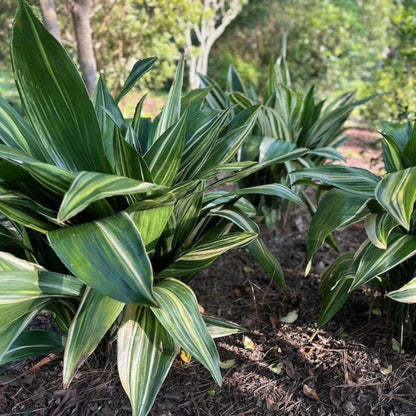 Variegated Cast Iron Plant