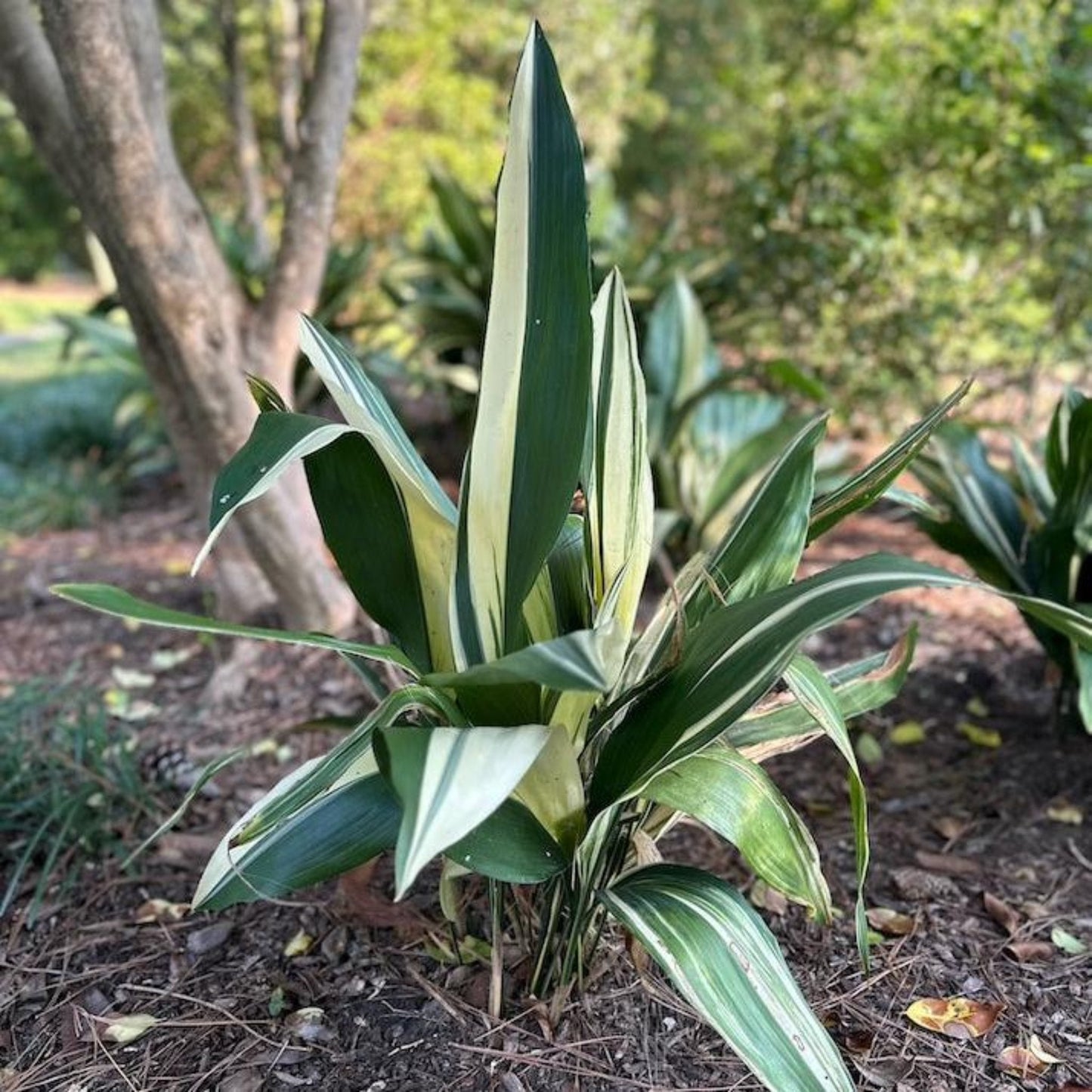 Variegated Cast Iron Plant