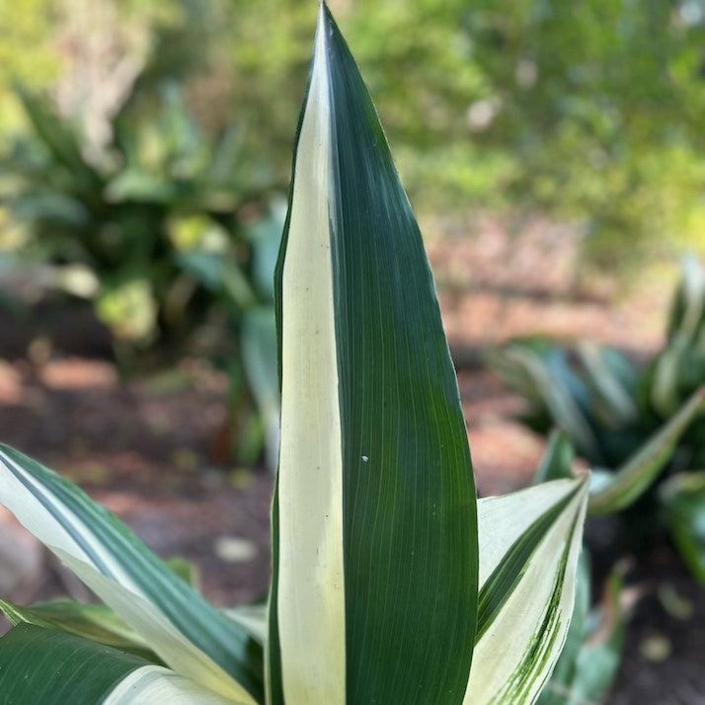 Variegated Cast Iron Plant