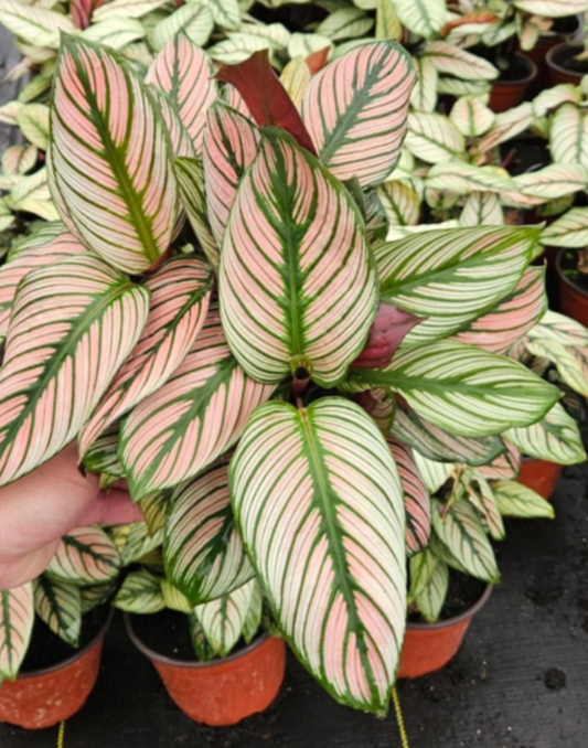 Calathea 'White Star'