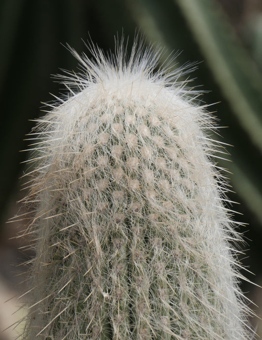 Old Man Cactus