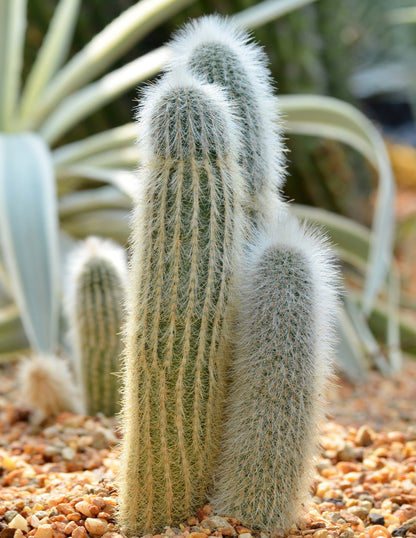 Old Man Cactus