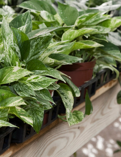 Pothos Marble Queen