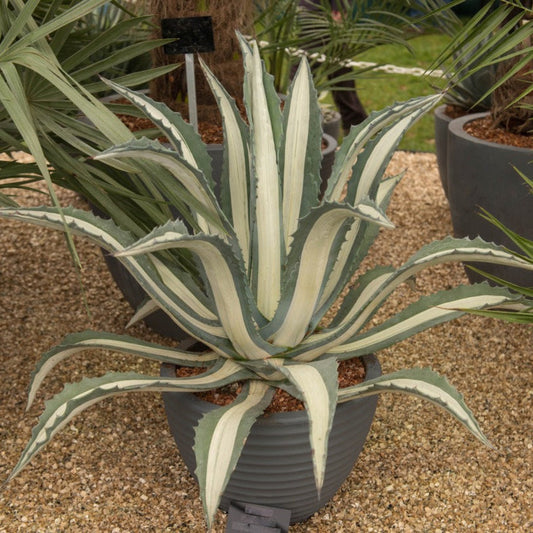 Agave Americana Mediopicta Alba