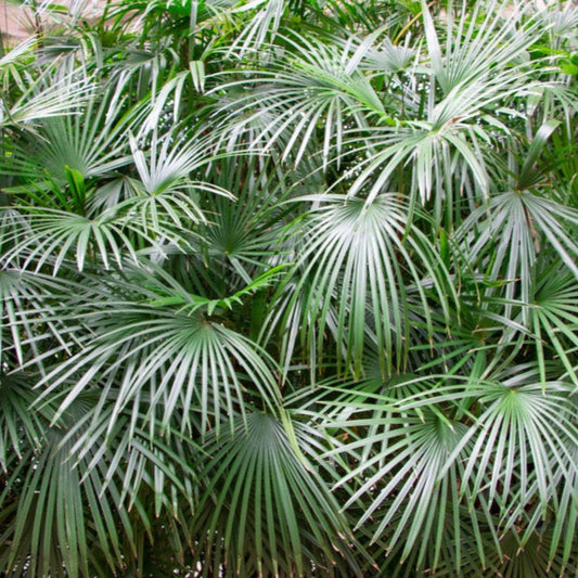 Needle Palm Tree