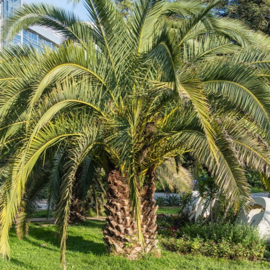 Pindo Palm