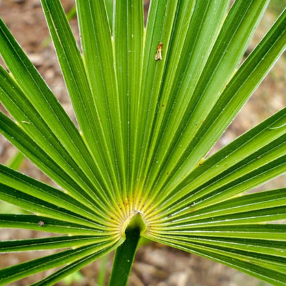 Needle Palm Tree