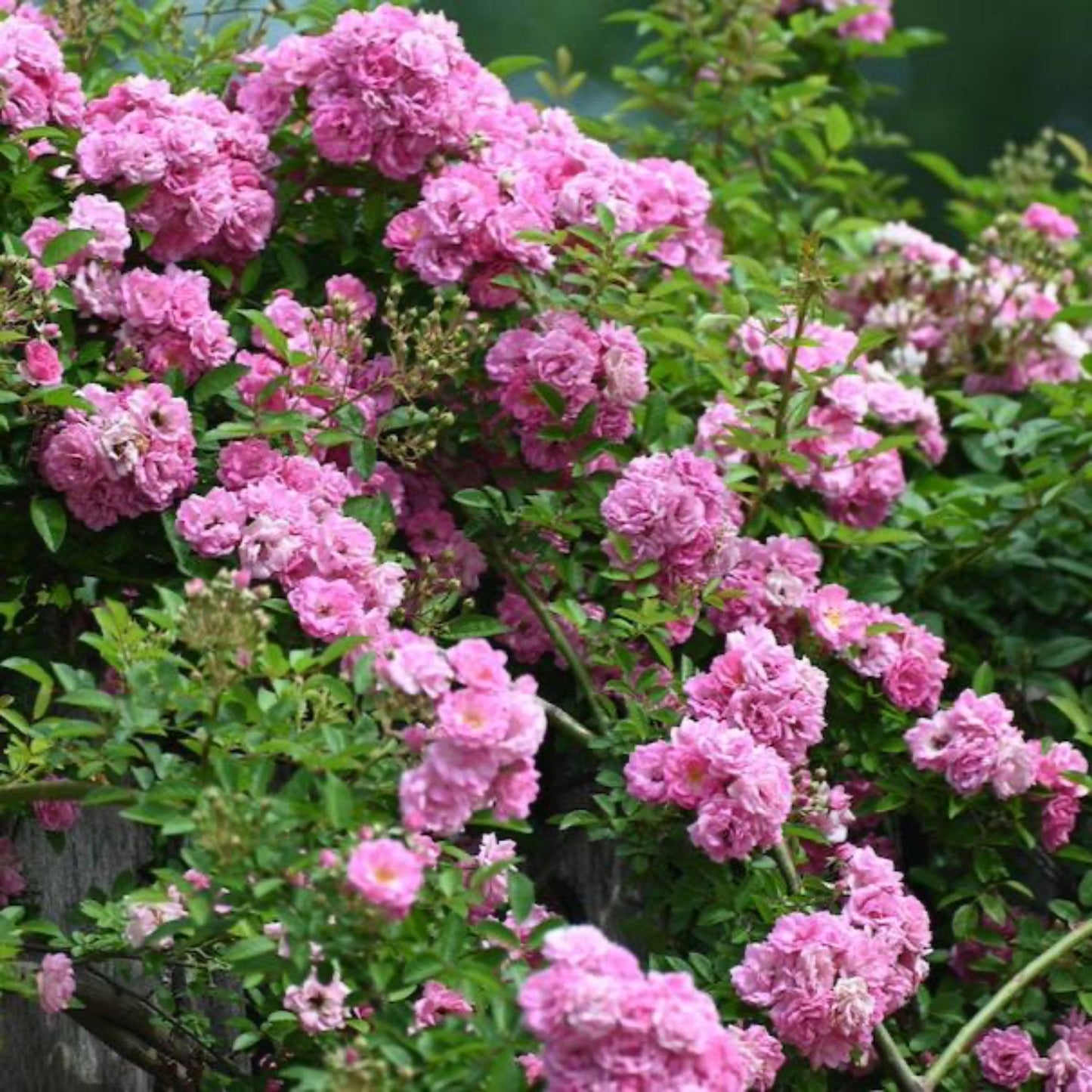 Peggy Martin Climbing Rose