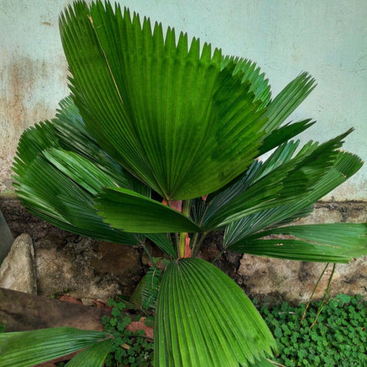 Ruffled Fan Palm