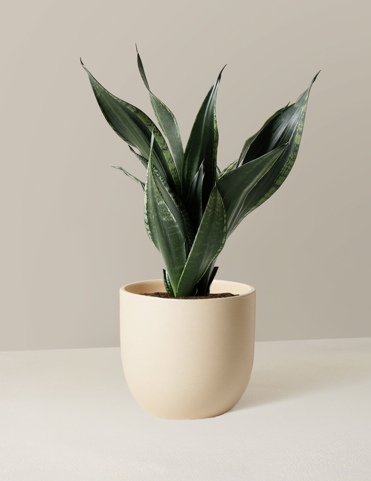 Snake Plant Silver Flame